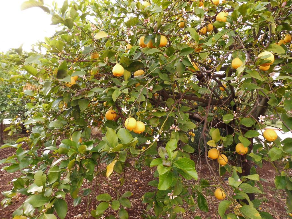 Agriturismo Limoneto Syracuse Luaran gambar